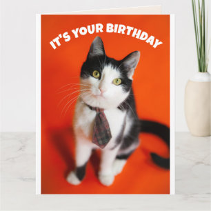BIRTHDAY CUTE TIE CAT FRIEND GREETING CARD