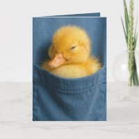 Birthday Duckling In a Blue T-shirt Pocket