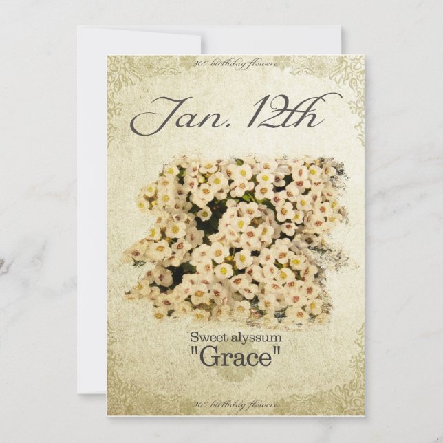 Birthday flowers on January 12th "Sweet alyssum" Card (Front)