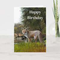 Birthday for Men Red Fox Wildlife and Nature