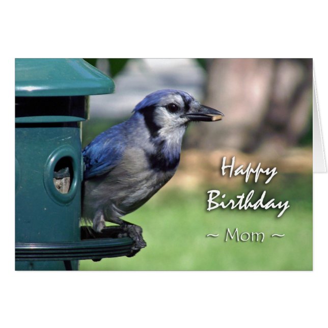 Birthday for Mom, Blue Jay at Bird Feeder (Front Horizontal)