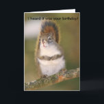 Birthday Greeting Card - Squirrel<br><div class="desc">Birthday greeting card featuring photo of Red Squirrel.</div>