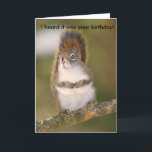 Birthday Greeting Card - Squirrel<br><div class="desc">Birthday greeting card featuring photo of Red Squirrel.</div>