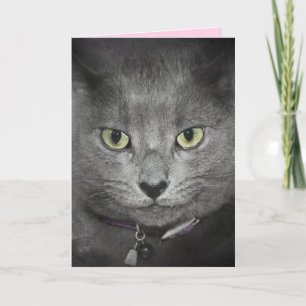 Birthday Grey Cat Humour Card
