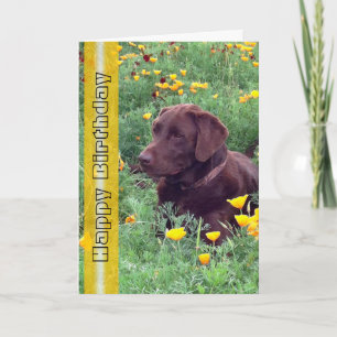 Birthday Handsome Labrador Retriever Dog Photo Card