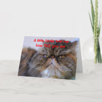 Birthday Humour Calico Persian Kitty Card