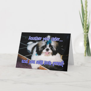Birthday Humour - Cute Shih-Tzu Puppy Card