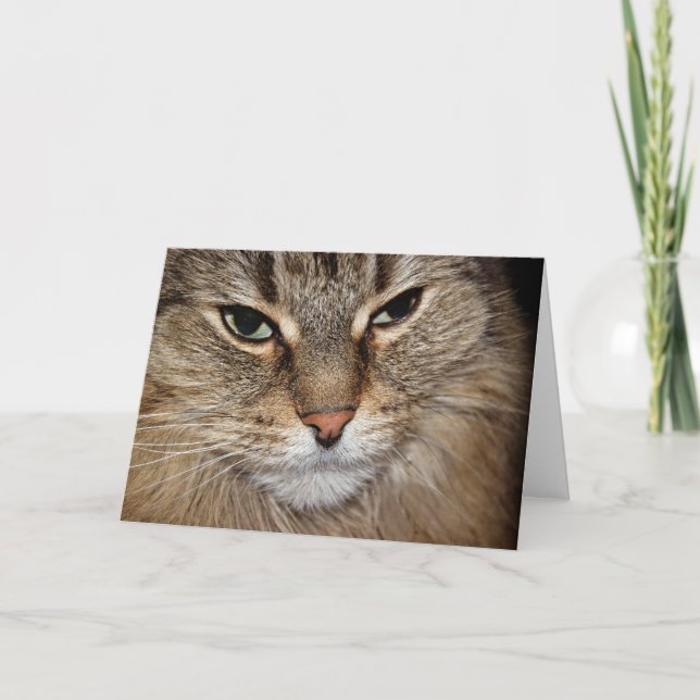 Birthday Humour Maine Coon Face  Card (Front)