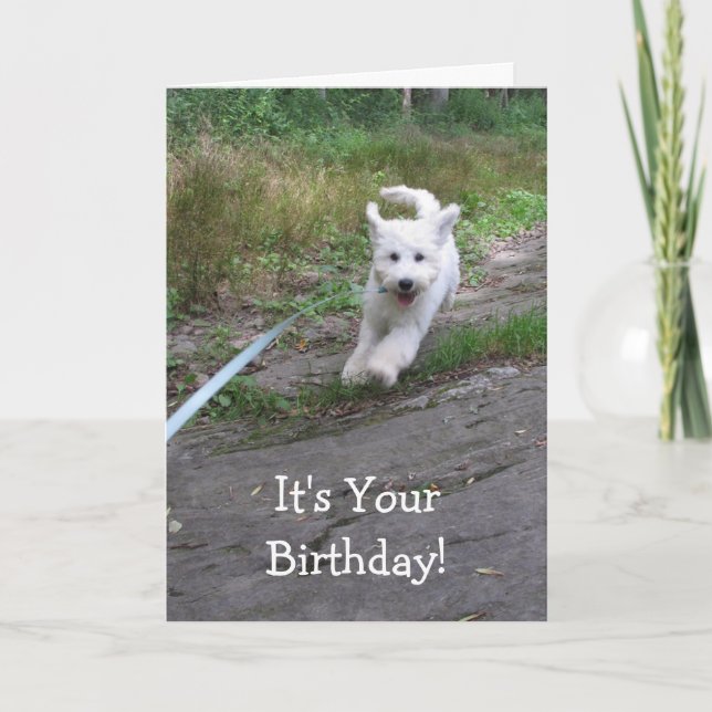 Birthday Humour with Cute Running Goldendoodle Pup Card (Front)