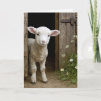 Birthday Lamb In Barn Door