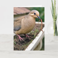 Birthday Mourning Dove On a Gutter With a Worm
