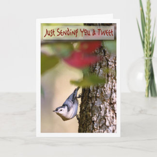 Birthday - Nuthatch Greeting Card