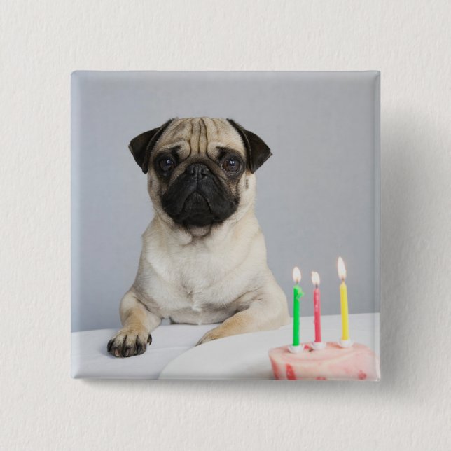 Birthday Pug 2 Inch Square Button (Front)