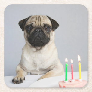 Birthday Pug Square Paper Coaster
