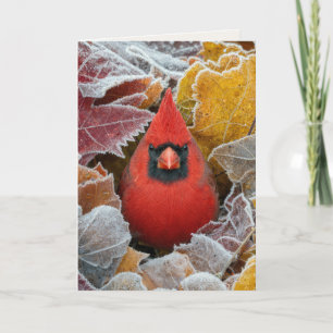 Birthday Red Cardinal in Frosty Autumn Leaves Card