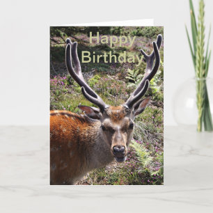 Birthday stag card