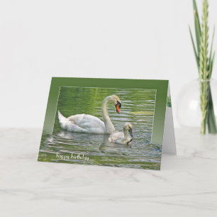 birthday swan with cygnet in pond card