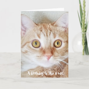 birthday tabby cat humour card