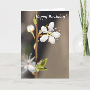 Birthday White Cherry Blossoms Card