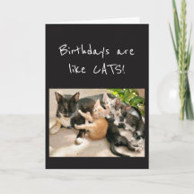 Birthdays are like Cat Animal Humour
