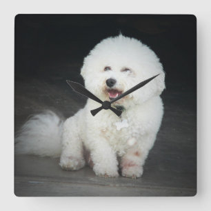 Bischon Frise Wall Clock