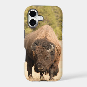Bison