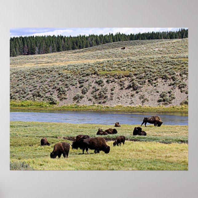 Bison Along Yellowstone River in Hayden Valley Poster (Front)