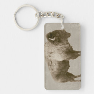Bison américain