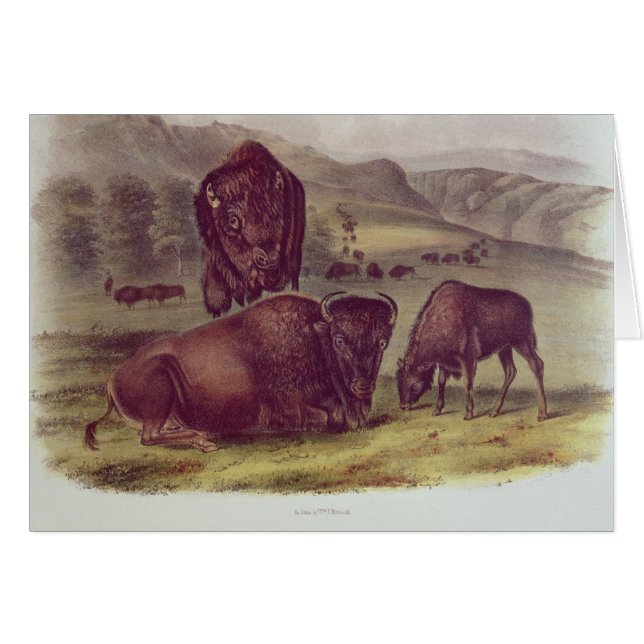 Bison américain ou Buffalo (Devant horizontal)