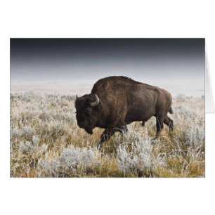 Bison américain ou Buffalo