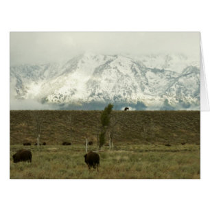 Bison at Grand Teton National Park Photography