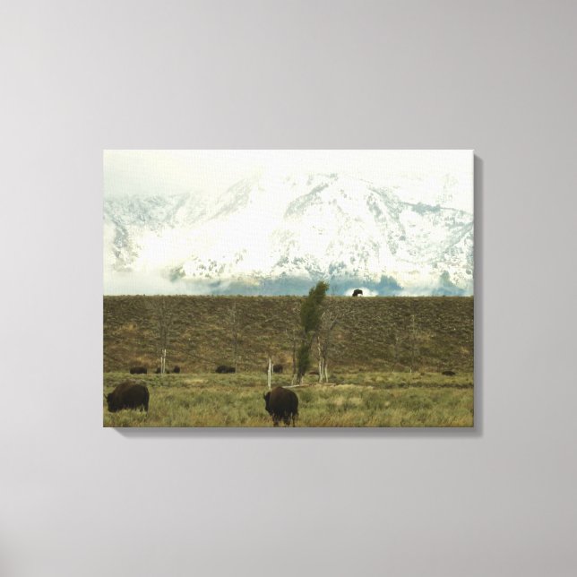 Bison at Grand Teton National Park Photography Canvas Print (Front)