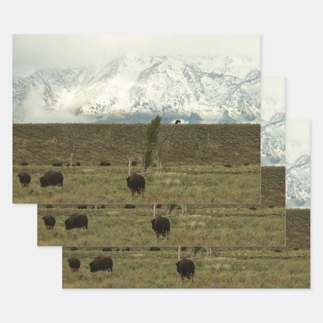 Bison at Grand Teton National Park Photography Wrapping Paper Sheet (Set)
