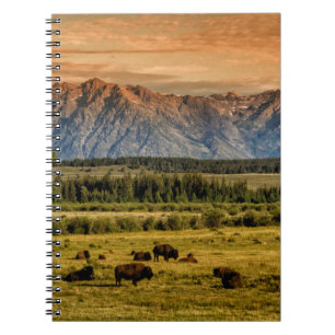Bison at Sunrise Notebook