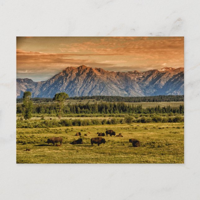 Bison at Sunrise Postcard (Front)