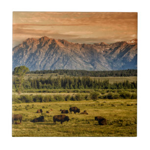 Bison at Sunrise Tile