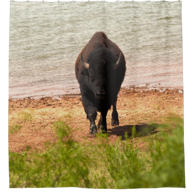 Bison At The water (Front)