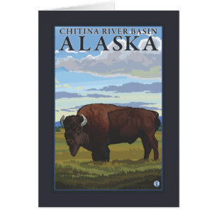 Bison - Bassin de la rivière Chitina, Alaska