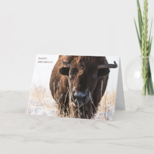 Bison Birthday Card
