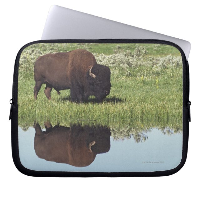Bison (Bison Bison) On Grassy Meadow Laptop Sleeve (Front)