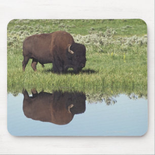 Bison (Bison Bison) On Grassy Meadow Mouse Pad