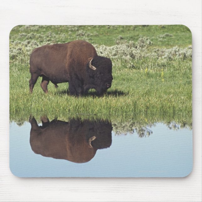 Bison (Bison Bison) On Grassy Meadow Mouse Pad (Front)