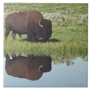 Bison (Bison Bison) On Grassy Meadow Tile