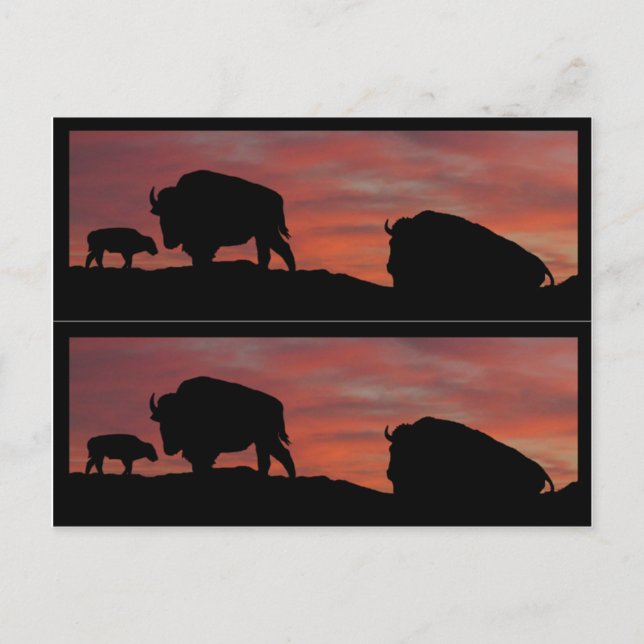 Bison book markers postcard (Front)