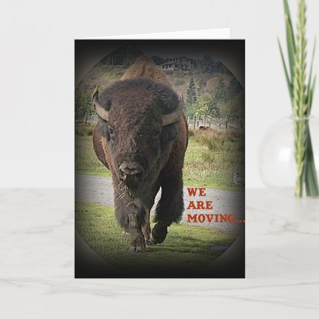 Bison Buffalo Animal Nous Déménageons Carte (Devant)