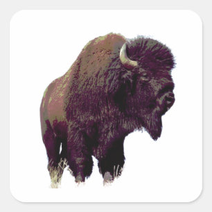 Bison Buffalo Card Square Sticker