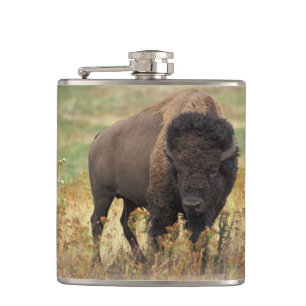 Bison Buffalo Hip Flask