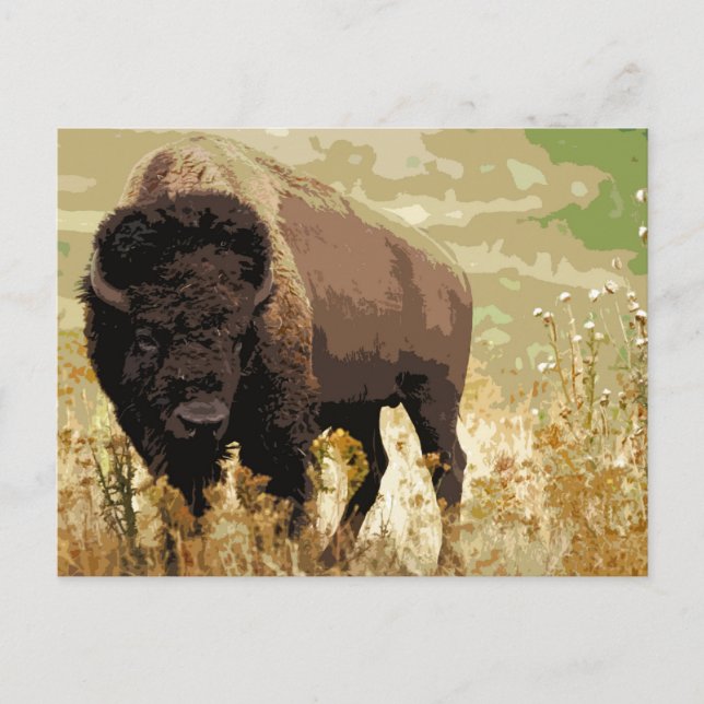 Bison / Buffalo Postcard (Front)