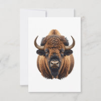 Bison / Buffalo