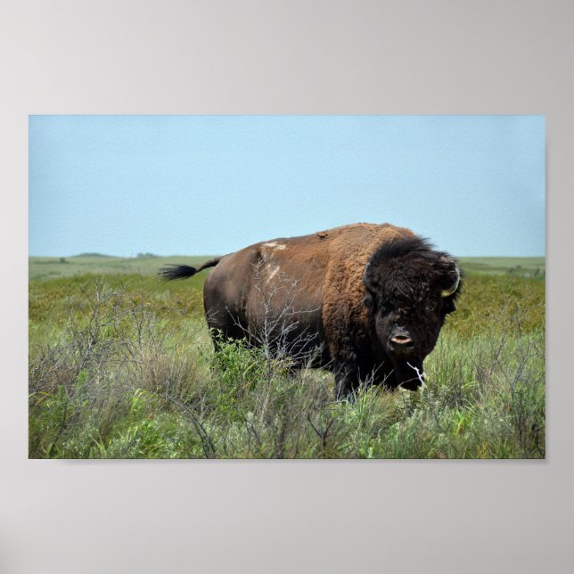 Bison Bull at Maxwell Wildlife Refuge Poster (Front)